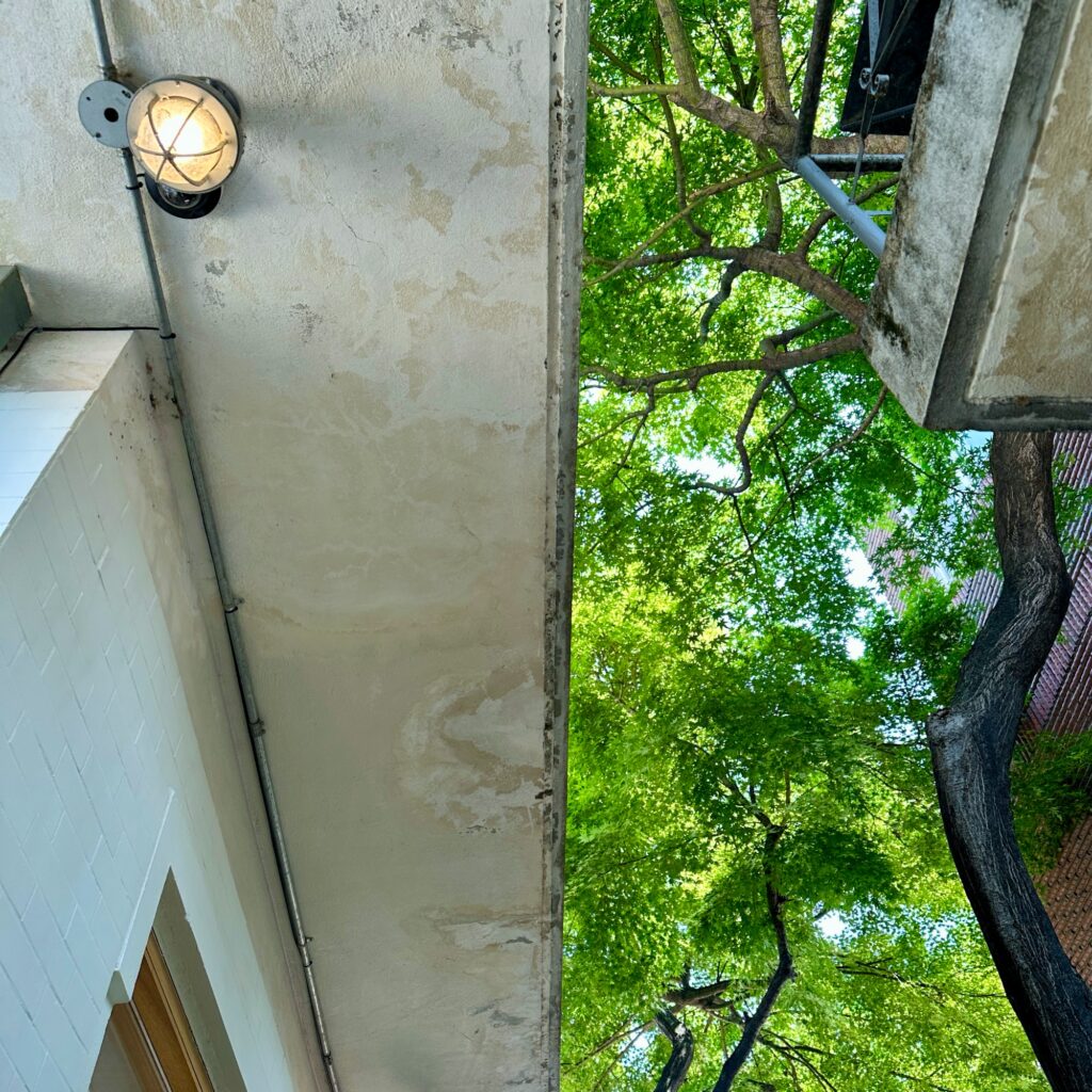 A caged wall lamp on a weathered concrete wall with maple leaves overhead