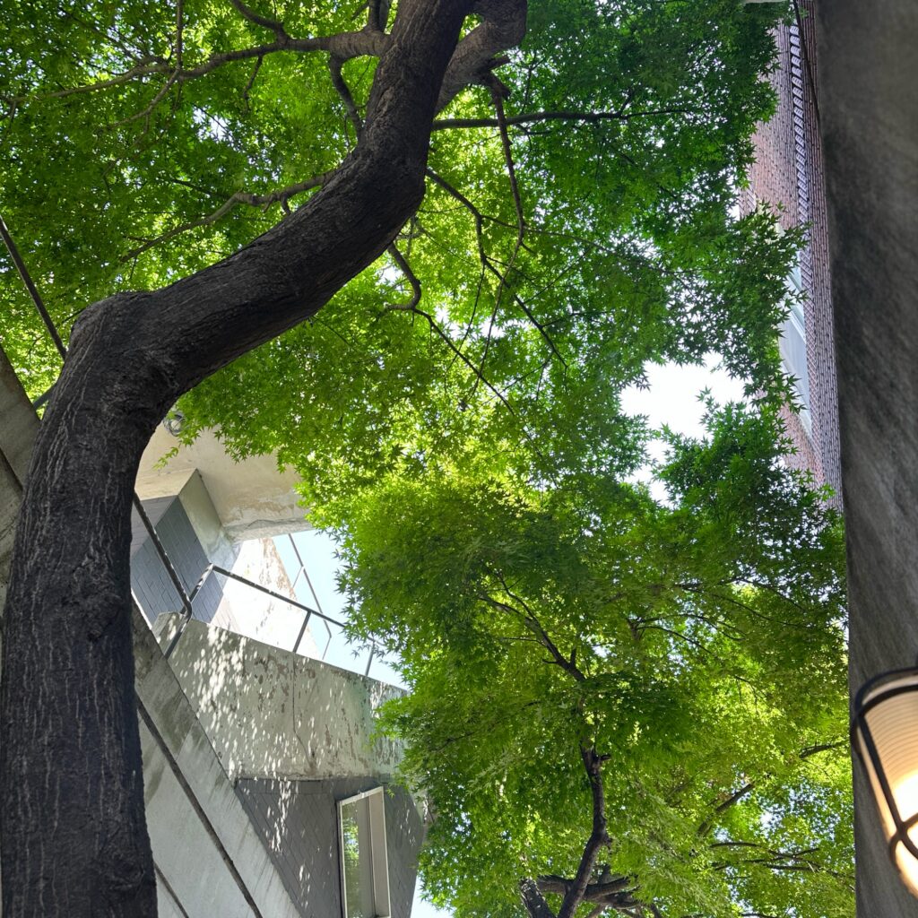 Looking up at a maple tree with bright green leaves between the buildings