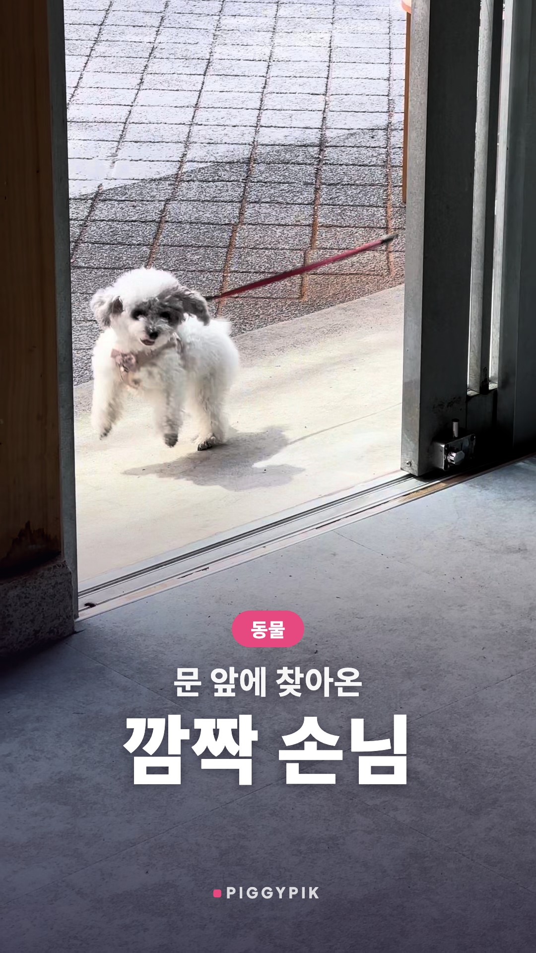 문 앞에 찾아온 깜짝 손님