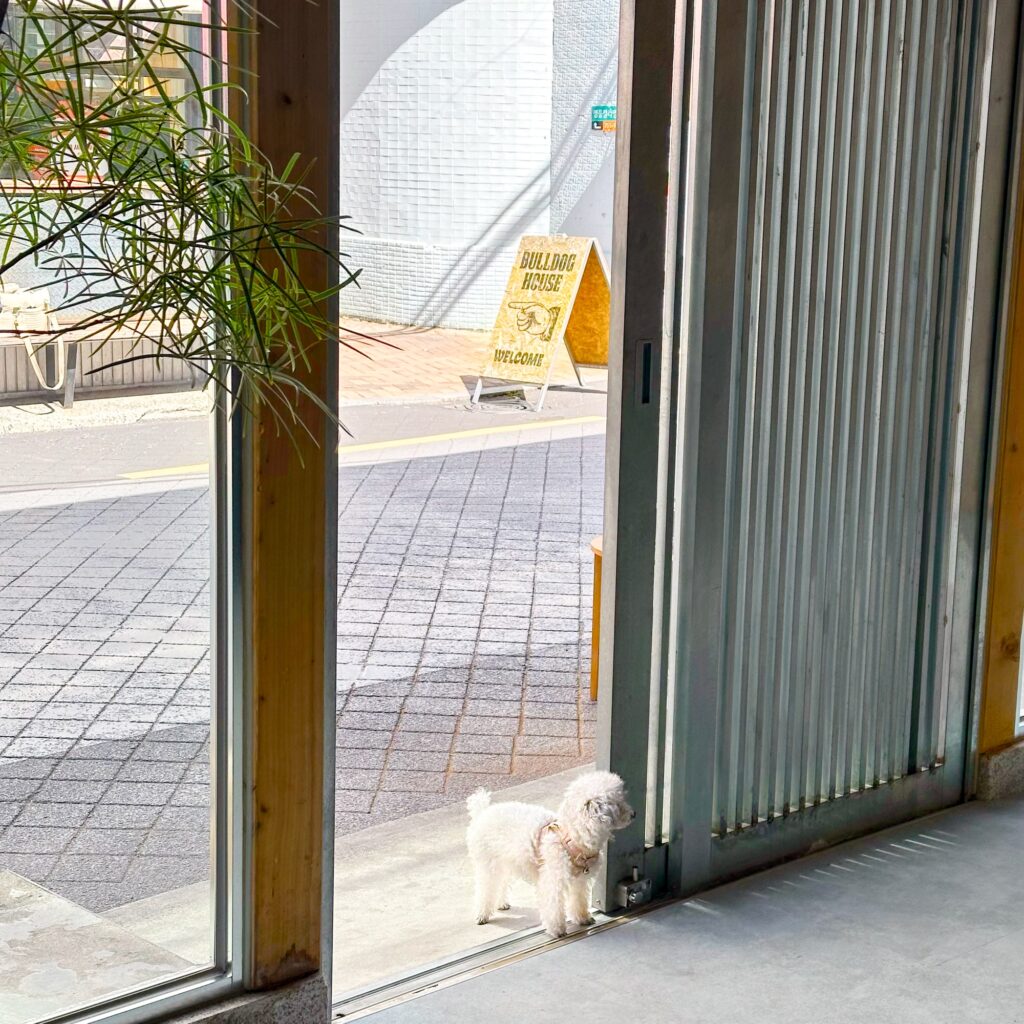 View from the doorway to the street outside, with a small white dog standing by the door